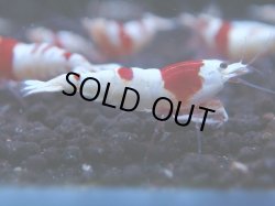 画像1: 169　H【KOREA MAX!】ウルトラレッドお宝！