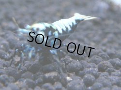 画像1: 066　R【KOREA MAX!】新種系色々MIX ミドルハイ中心100連発！