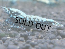 画像1: 106　P【KOREA MAX!】BMGハイグレード！