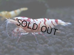 画像1: 051　R【KOREA MAX!】新種系色々MIX ミドルハイ中心100連発！