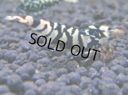 画像1: 072　R【KOREA MAX!】新種系色々MIX ミドルハイ中心100連発！