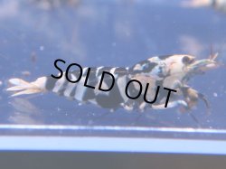 画像1: 240　C【KOREA MAX!】HYshrimp BFT