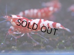 画像1: 065　R 【KOREA MAX！】オールKOREA！人気のレッドファンシータイガー【SECOND】