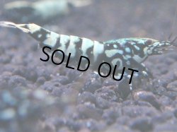 画像1: 229　R 【KOREA MAX！】コスパMAXミポリンフラッシュ！【SECOND】