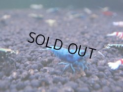 画像1: 282 R 【KOREA MAX！】新人初登場！ウルトラコスパならアユチャンス！【SECOND】