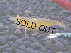 画像1: 201　R 【KOREA MAX！】コスパMAXミポリンフラッシュ！【SECOND】