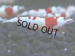 画像1: 004　R 【KOREA MAX！】ニューブリーダーAwsomeのレッドビー【SECOND】