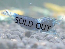 画像1: 111　R 【KOREA MAX！】新種系色々MIXお宝コスパ100連発！【SECOND】