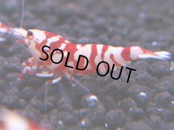 画像1: 082　R 【KOREA MAX！】オールKOREA！人気のレッドファンシータイガー【SECOND】