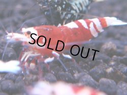 画像1: 236　R 【KOREA MAX！】コスパMAXミポリンフラッシュ！【SECOND】