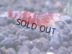 画像1: 227　R 【KOREA MAX！】コスパMAXミポリンフラッシュ！【SECOND】