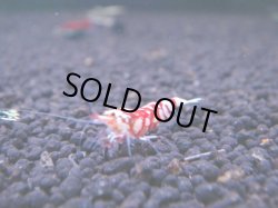 画像1: 281 R 【KOREA MAX！】新人初登場！ウルトラコスパならアユチャンス！【SECOND】