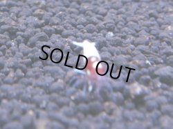 画像1: 272 R 【KOREA MAX！】新人初登場！ウルトラコスパならアユチャンス！【SECOND】