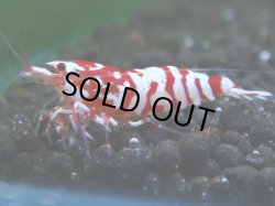 画像1: 052　R 【KOREA MAX！】オールKOREA！人気のレッドファンシータイガー【SECOND】