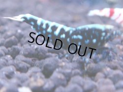 画像1: 237　R 【KOREA MAX！】コスパMAXミポリンフラッシュ！【SECOND】