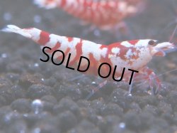 画像1: 070　R 【KOREA MAX！】オールKOREA！人気のレッドファンシータイガー【SECOND】