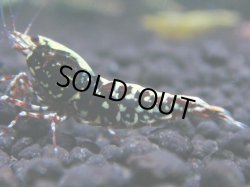 画像1: 183　R 【KOREA MAX！】新種系色々MIXお宝コスパ100連発！【SECOND】