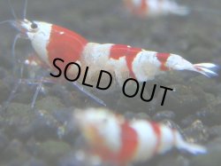 画像1: 040　R 【KOREA MAX！】ニューブリーダーAwsomeのレッドビー【SECOND】