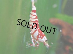 画像1: 072　R 【KOREA MAX！】オールKOREA！人気のレッドファンシータイガー【SECOND】