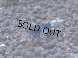 画像1: 288 R 【KOREA MAX！】新人初登場！ウルトラコスパならアユチャンス！【SECOND】