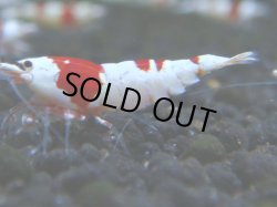 画像1: 006　R 【KOREA MAX！】ニューブリーダーAwsomeのレッドビー【SECOND】