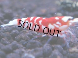 画像1: 224　R 【KOREA MAX！】コスパMAXミポリンフラッシュ！【SECOND】