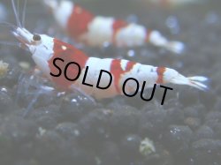 画像1: 024　R 【KOREA MAX！】ニューブリーダーAwsomeのレッドビー【SECOND】