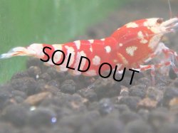 画像1: 073　R 【KOREA MAX！】オールKOREA！人気のレッドファンシータイガー【SECOND】