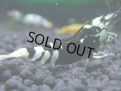 画像1: 158　R 【KOREA MAX！】新種系色々MIXお宝コスパ100連発！【SECOND】