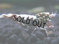 画像1: 121　R 【KOREA MAX！】新種系色々MIXお宝コスパ100連発！【SECOND】