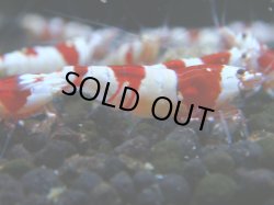 画像1: 027　R 【KOREA MAX！】ニューブリーダーAwsomeのレッドビー【SECOND】