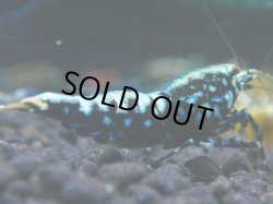 画像1: 108　R 【KOREA MAX！】新種系色々MIXお宝コスパ100連発！【SECOND】