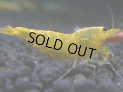 画像1: 192　R 【KOREA MAX！】新種系色々MIXお宝コスパ100連発！【SECOND】