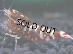 画像1: 138　R 【KOREA MAX！】新種系色々MIXお宝コスパ100連発！【SECOND】