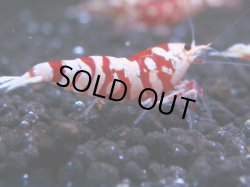 画像1: 054　R 【KOREA MAX！】オールKOREA！人気のレッドファンシータイガー【SECOND】