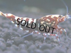 画像1: 146　R 【KOREA MAX！】新種系色々MIXお宝コスパ100連発！【SECOND】