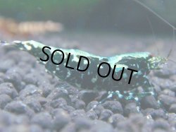 画像1: 132　R 【KOREA MAX！】新種系色々MIXお宝コスパ100連発！【SECOND】