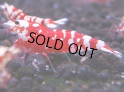 画像1: 064　R 【KOREA MAX！】オールKOREA！人気のレッドファンシータイガー【SECOND】