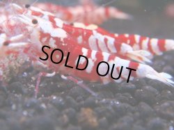 画像1: 077　R 【KOREA MAX！】オールKOREA！人気のレッドファンシータイガー【SECOND】