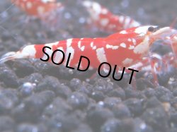 画像1: 055　R 【KOREA MAX！】オールKOREA！人気のレッドファンシータイガー【SECOND】