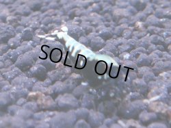 画像1: 295 R 【KOREA MAX！】新人初登場！ウルトラコスパならアユチャンス！【SECOND】