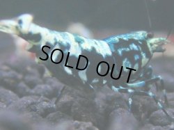 画像1: 136　R 【KOREA MAX！】新種系色々MIXお宝コスパ100連発！【SECOND】