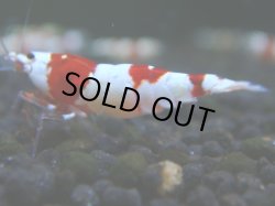 画像1: 007　R 【KOREA MAX！】ニューブリーダーAwsomeのレッドビー【SECOND】