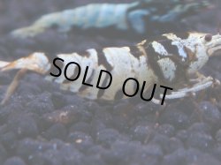 画像1: 245　R 【KOREA MAX！】コスパMAXミポリンフラッシュ！【SECOND】