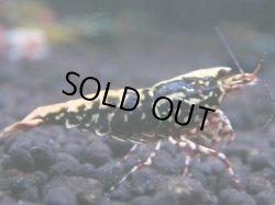 画像1: 144　R 【KOREA MAX！】新種系色々MIXお宝コスパ100連発！【SECOND】