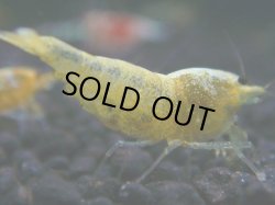 画像1: 153　R 【KOREA MAX！】新種系色々MIXお宝コスパ100連発！【SECOND】