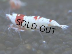 画像1: 038　R 【KOREA MAX！】ニューブリーダーAwsomeのレッドビー【SECOND】