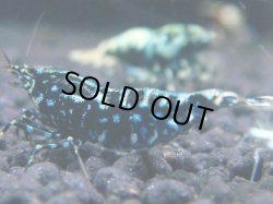 画像1: 105　R 【KOREA MAX！】新種系色々MIXお宝コスパ100連発！【SECOND】