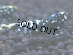 画像1: 185　R 【KOREA MAX！】新種系色々MIXお宝コスパ100連発！【SECOND】