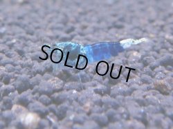 画像1: 263 R 【KOREA MAX！】新人初登場！ウルトラコスパならアユチャンス！【SECOND】